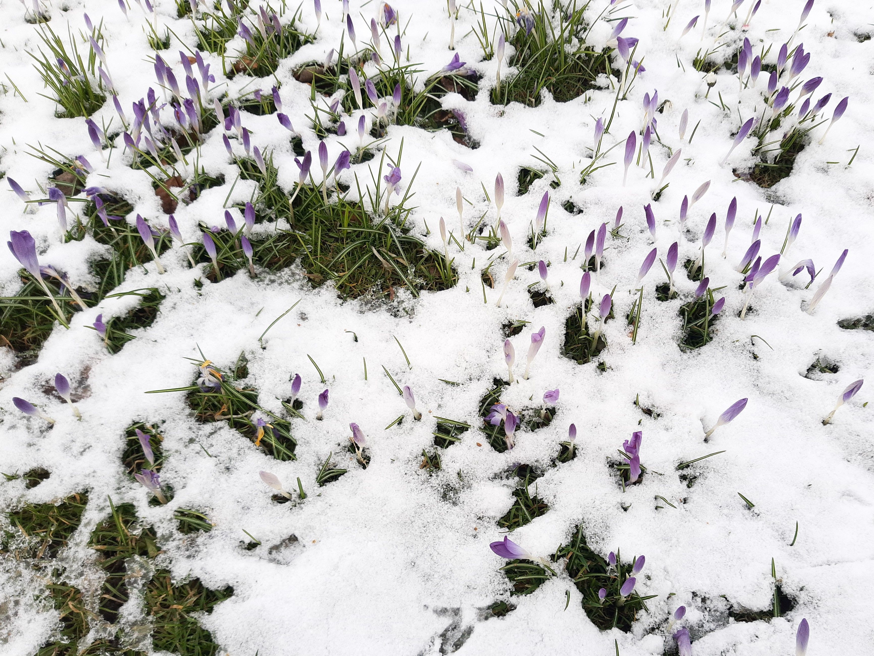 Krokusse zwischen Grabstätten auf dem Nordfriedhof München